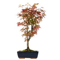Klevas Acer palmatum ,,Atropurpureum’' P25