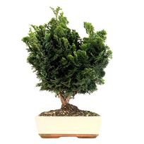 Hinoki Chamaecyparis bonsai medelis P25