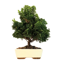 Hinoki Chamaecyparis bonsai medelis P20