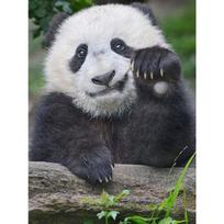 Visiškai apvalus/kvadratinis 5D „pasidaryk pats“ deimantinis paveikslas „Beckoning Panda“ deimantinis siuvinėjimas Siuvinėjimo kryželiu rinkiniai Namų dekoras Rankų darbo dovanos Round 20x30cm