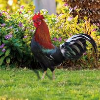 Rooster Animal Statue Stakes Chicken Sculpture Weatherproof Hen Floor Decoration Figures Garden
