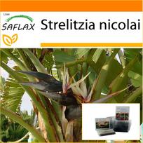 SAFLAX Sodas maiše – Baltoji rojaus paukštė – 5 sėklos – Su substratu tinkamame stovimame maiše – Strelitzia nicolai