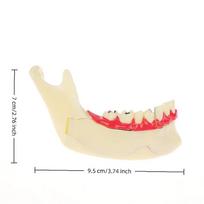 Anatomical Dental Endodontic Treatment Model Gum Mandible Tissue For Dentist Teaching Study Demonstration Teeth Model