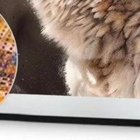 5D DIY Full Round Drill Diamond Painting Wolf Kit Home Decor Art Craft 30x40cm China Mainland
