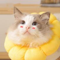 Cute sunflower Pet Collar Adjustable Anti-Bite Surgery Anti-Lick Wound Healing Cat Protection Collars Soft Plush (yellow,XS（old）) geltona