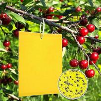 KINZON 50 Yellow Panels to Control Fungus Gnats 20CMX15CM, Premium Yellow Self-Adhesive Fly Trap, Yellow Stopper Against Cherry Gnat, Caterpillar Glue