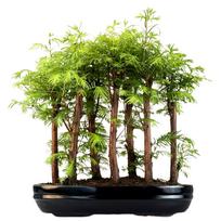 Metasequoia bonsai miškas P30 MM30