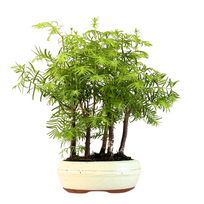 Metasequoia bonsai forest P16 MM16