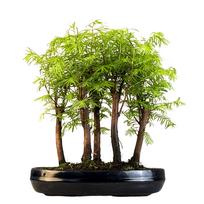 Metasequoia bonsai miškas P25 MM25