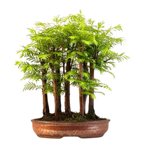 Metasequoia bonsai miškas P21 MM21