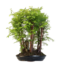 Metasequoia bonsai miškas P28 MM28