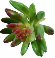 Emivela Dirbtinis sukulentas 8cm