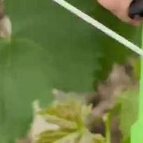 Plant Tying Machine with 10000 Staples 20 Rolls Tape Handheld Plant Binder Plant Vine Tying Tool for Cucumber Floral Support China Mainland