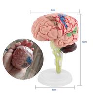1 vnt. Išardomas anatominių žmogaus smegenų modelis Medicinos mokymo priemonė Žaislas