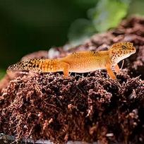Coco Fiber Substrate Compressed Coco Fiber Aquarium Substrate Reptile Tank Accessories Landscaping Mulch For Geckos Tortoises United States