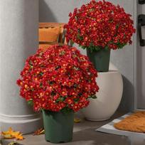 Realistic Appearance: Front Door, Porch, Courtyard, Balcony, Artificial Outdoor, Sunsetting Flowers One Size karšta rožinė spalva