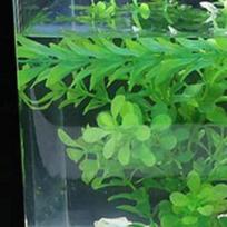 5W LED Water Tank Lighting Lamp Waterproof Stand Aquatic Plant Grow Light Sunrise-Daylight-Moonlight Mode Portable for Fishbowl China Mainland
