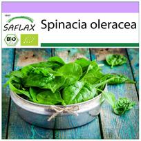 SAFLAX - Organic - Spinach - Giant Winter - 250 seeds - Spinacia oleracea