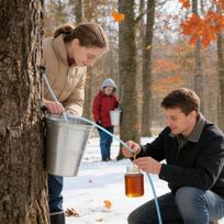 Maple Syrup Taps With Tubing Non-Slip Extractor 12-Piece Syrup Collection Extractor Tubes For Outdoor Backyard Garden School China Mainland