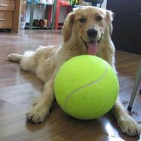 Hot 9.5  Giant Pet Dog Puppy Tennis Ball Launcher Durable Green Play Toy
