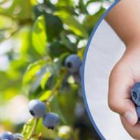 Fruit Picker Portable Berry Picker Handle Blueberry Collection Harvester Picking Garden Tool for Blueberries Cranberries China Mainland