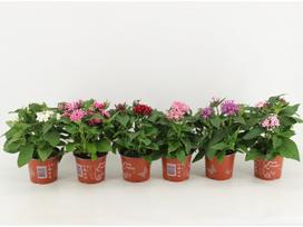 Lauko augalas pentas, Ø 12, 30 cm, lot. Pentas