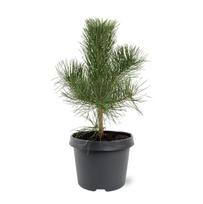Lauko augalas juodoji pušis, Ø 19, 45 cm, lot. Pinus nigra nigra