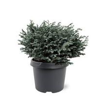 Lauko augalas puskiparisis, Ø 19, 25 cm, lot. Chamaecyparis pis. Blue Moon