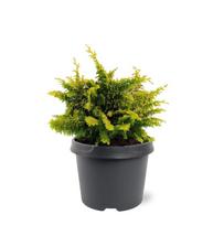 Lauko augalas puskiparisis, Ø20, 30 cm, lot. Chamaecyparis obtusa Fernspray Gold