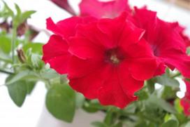 Lauko augalas smulkiažiedė surfinija, Ø 10,5, 20 cm, lot. Calibrachoa