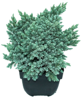 Lauko augalas žvynuotasis kadagys, Ø 19, 25 cm, lot. Juniperus squam. Blue Star