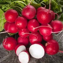 Toraf sėklos Vyšninis ridikas Belle 10 g