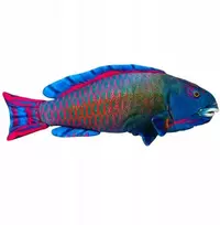 Dubi Pliušinis žaislas - spalvota žuvis, 50 cm