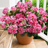 Dirbtinės pelargonijos gėlės dekorui UV atsparios 6 vnt