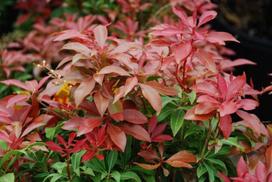 Dekoratyvinis krūmas, pieris "Mountain Fire", vazonas 2 l.