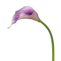 3pcs 50cm Simulation Sea Taro Flower EVA Faux Flower Bouquet  Weddings Party Decor violetinė