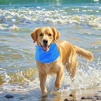 Dog Cat Puppy Bandana Pet Cooler Ice Cool Scarf Med Dries Fast Between Outings For Continuous . Pet Tie Out (Blue,S) mėlyna