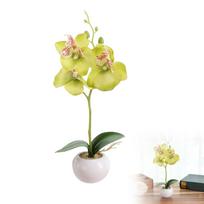 Phalaenopsis Bonsai Bonsai Indoor Butterfly Orchid Bonsai Elegance Tranquilit Green Christmas Ornament Bulk Fast Shipping (Green,One Size) žalia