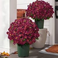 Null Flowers Bulk Fast Shipping one size raudona