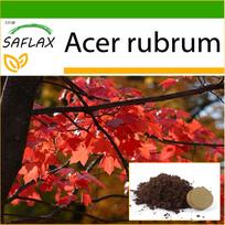 SAFLAX - Raudonasis klevas - 20 sėklų - Su sodinimo substratu geresniam auginimui - Acer rubrum