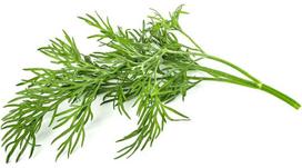 Click & Grow Smart Garden refill Dill 3pcs | SGR49X3