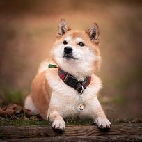 Medium Size Pet Circular Diamond Dog Tag Loss Information Tag DIY Handwritten Love Pendant (as the picture,6x6x2cm)