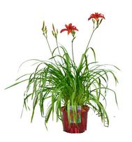 Daugiametė gėlė, viendienė "Daylili", vazonas 5 l.