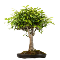 Zelkova Serrata Bonsai - Japoniška guoba  P35