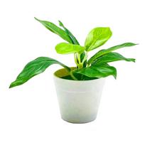 Versatile Bonsai Decoration Small Indoor Decor Creative Home Decoration Indoor Decor Crafted From Quality Materials