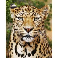 Deimantinė tapyba 5d gyvūnų, leopardo deimantų siuvinėjimas viso ekrano deimantine mozaikine kryželiu 20X30CM black