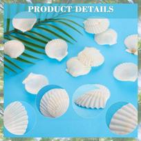 Premium-40PCS Natural Scallop Shells 1.4-2.4Inch White Small Sea Shells For Crafts Crafting Shell Bulk Real Seashells balta