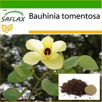 SAFLAX Geltonasis orchidėjų medis - 30 sėklų - Su vazoniniu substratu geresniam auginimui - Bauhinia tomentosa