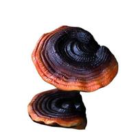 New Product Courtyard Layout Simulation Lingzhi Garden Decorations Villa Mushroom Tree Hanging Resin Crafts Personal Gifts Prop