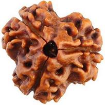 Indian Traditional 3 Mukhi Rudraksh Colour Brown & Size 16-22mm